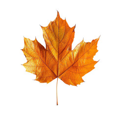 Fototapeta premium Maple Leaf on White Background