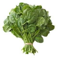 Spinach leaves on a white background