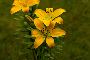 Fototapeta premium yellow lily flower