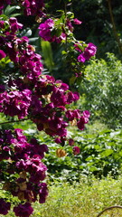 flowers in the garden (2)