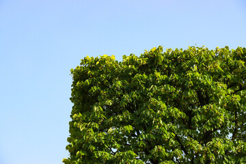 Square canopy of a lonely tree against the blue sky