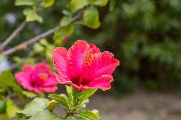 Red Hibiscus