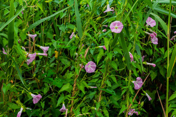 Wild pink morning glory vines