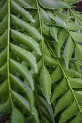 Image of fresh curry leaves wet after being exposed to rain, can be used as a background