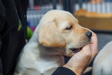A blonde Labrador is playing with a puppy while sitting on someone's lap. Cute Labrador pup! The puppy is nibbling on a hand.