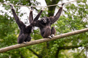 Two white-handed gibbons are sitting on a wooden stick, making a lot of noise. One of them is also urinating