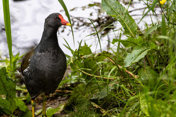 A close-up portrait of a black common moorhen in the reeds surrounding a lake, Scotland
