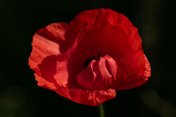 Close-up of a red flower of the wild poppy. The light shines on the petals. The background is dark.