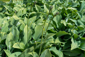 green leaves background
