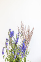 Veronica longifolia and Agrostis gigantea and Calamagrostis arundinacea  on gray background