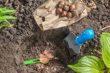 Snowdrop bulbs or Galanthus  plicatus bulbs and  mineral fertilizers