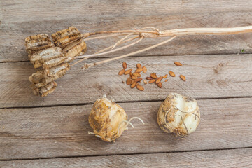 Bulbs,  seed capsule and seeds of Fritillaria   on table. Flat lay