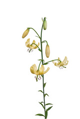 Yellow Lilium martagon or  martagon lily    on a white background