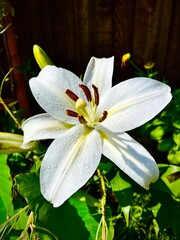 Fototapeta premium white lily flower