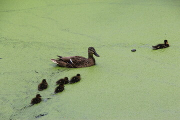 Famille canard