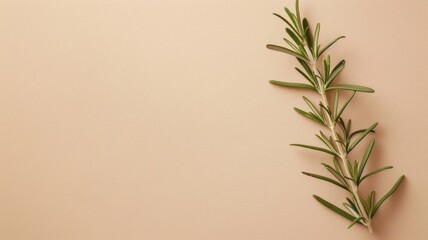 Obraz premium Rosemary sprig on neutral background, minimalistic herbal aesthetic