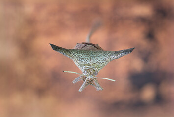 Brazilian Insect
This insects is very rare in brazilian savannah.