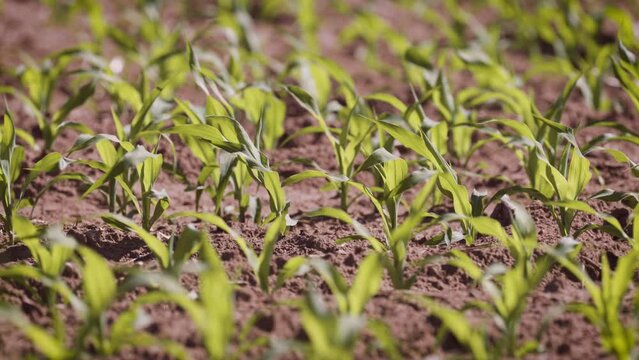 Farm crops in plowed field