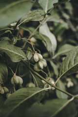 Obraz premium Plant Flower Leaves Botanical Wildlife