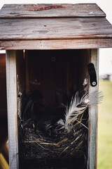 Open bird house with an empty nest of feathers and straw after eggs have hatched and young have...