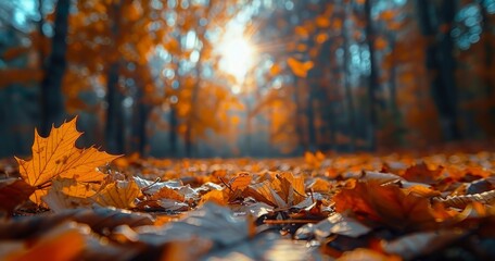 Falling Autumn Leaves in a Forest Clearing on a Sunny Day