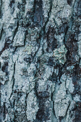 Textured Tree Bark with Moss