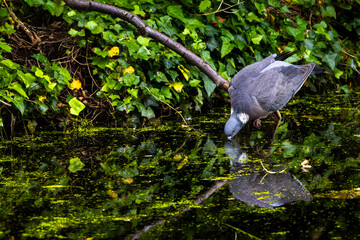 Woodpigeon sits on a branch by the lake in the rushes and drinks water. In Edinburgh, Scotland
