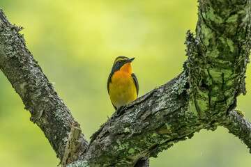 枝にとまるキビタキの雄