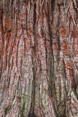 Obraz premium Textured tree bark with camouflage pattern