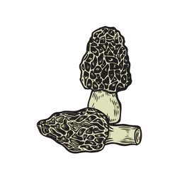 Morel mushroom vintage line drawing isolated on white background.