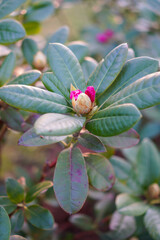 Close up of phododendron (rododendron) bushes with buds just started to bloom. Blurred background.
