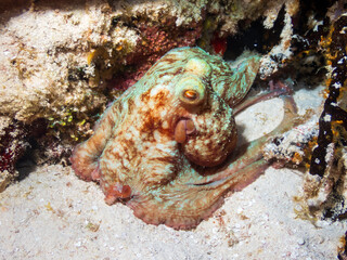 Caribbean reef octopus (Octopus briareus) hunting on a coral reef during a night dive near Cozumel, Mexico.  Underwater photography and travel. © alonanola