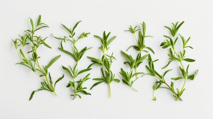 Fototapeta premium Winter savory Satureja montana freshly picked and displayed against a white backdrop viewed from above