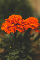 Orange velvet flower. Ukrainian border flower Chernobrivtsy. Folk Ukrainian medicine. The concept of physical health. Useful home plants