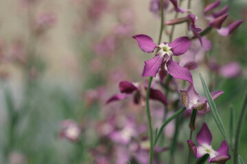 Purple flower in the garden. Scientific name; Matthiola incana