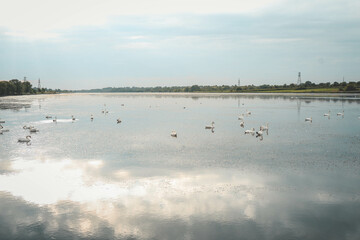 A flock of swans on the lake, beautiful picture