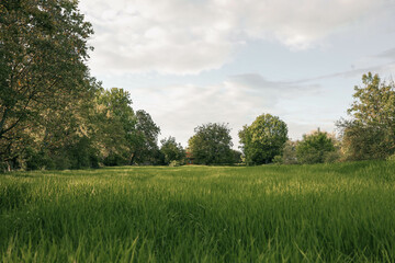 Green meadows with blue sky and clouds background