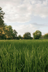 Fototapeta premium Green meadows with blue sky and clouds background