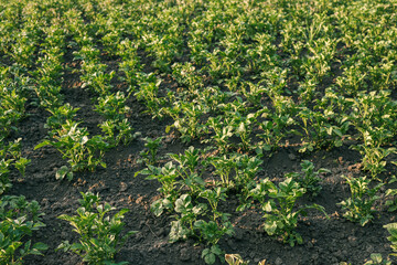 potato plantations grow in the field. vegetable rows. farming, agriculture. Landscape with agricultural land