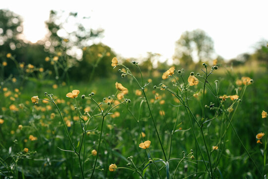 field of blooming yellow flowers on a background sunset - Powered by Adobe