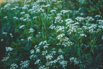 Summer meadow full of beautiful tiny white wildflowers