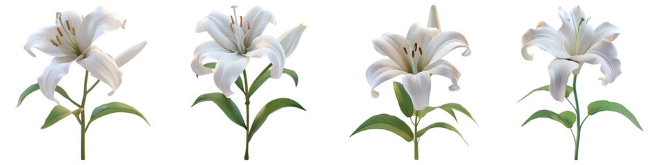 Set of White Lily isolated on transparent png background. Generative ai