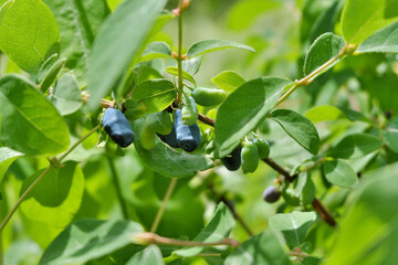 Ripe honeysuckle berries on a branch.