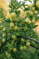 Branch with sweet ripe green gooseberries (agrus) in the garden