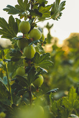 Branch with sweet ripe green gooseberries (agrus) in the garden