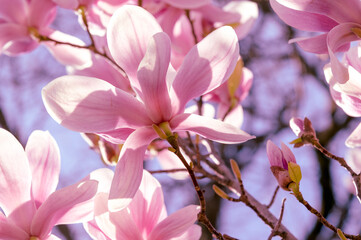 pink magnolia flowers