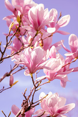 Obraz premium charming magnolia blossomed in spring