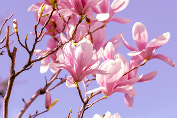 pink magnolia flowers