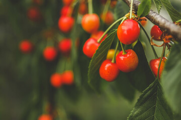 ripe sweet cherries on a tree in the garden
