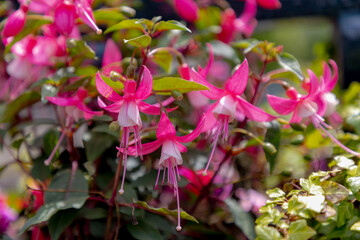 Fototapeta premium Selective focus of Fuchsia magellanica, White pink flower in the garden, Hummingbird fuchsia or hardy fuchsia is a species of flowering plant in the family Evening Primrose family, Floral background.